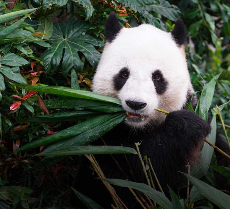 panda bear eating leaves